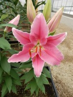 [5536 PO39 Pinnacle No02.JPG]